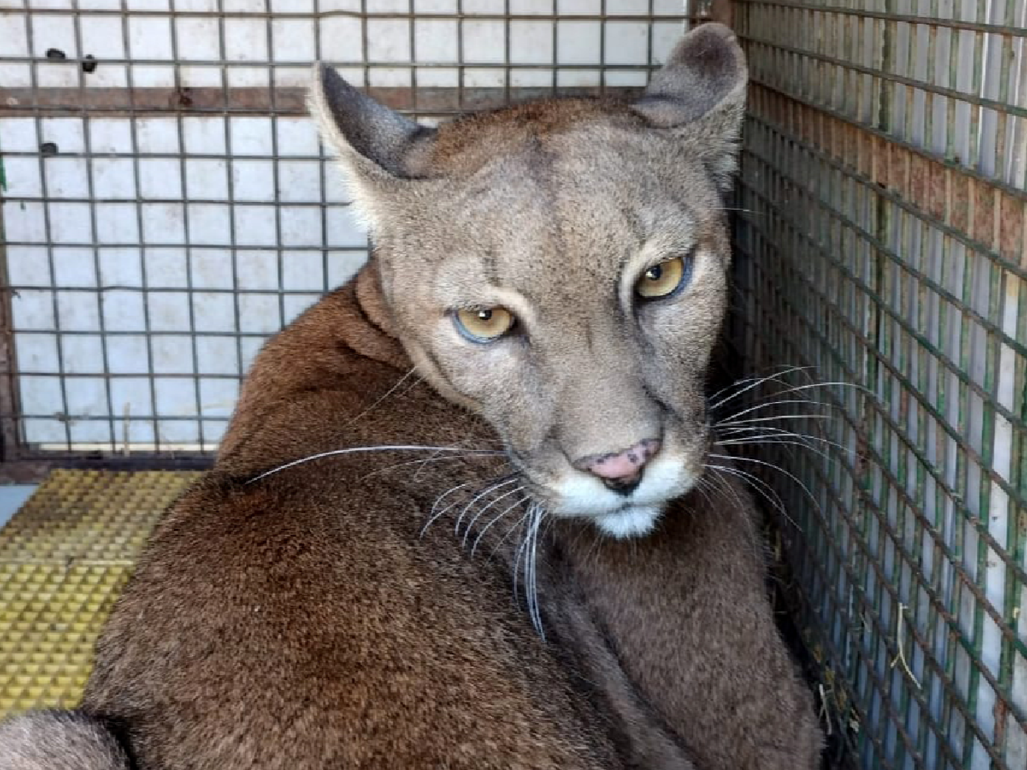 trasladaron dos pumas a una reserva natural