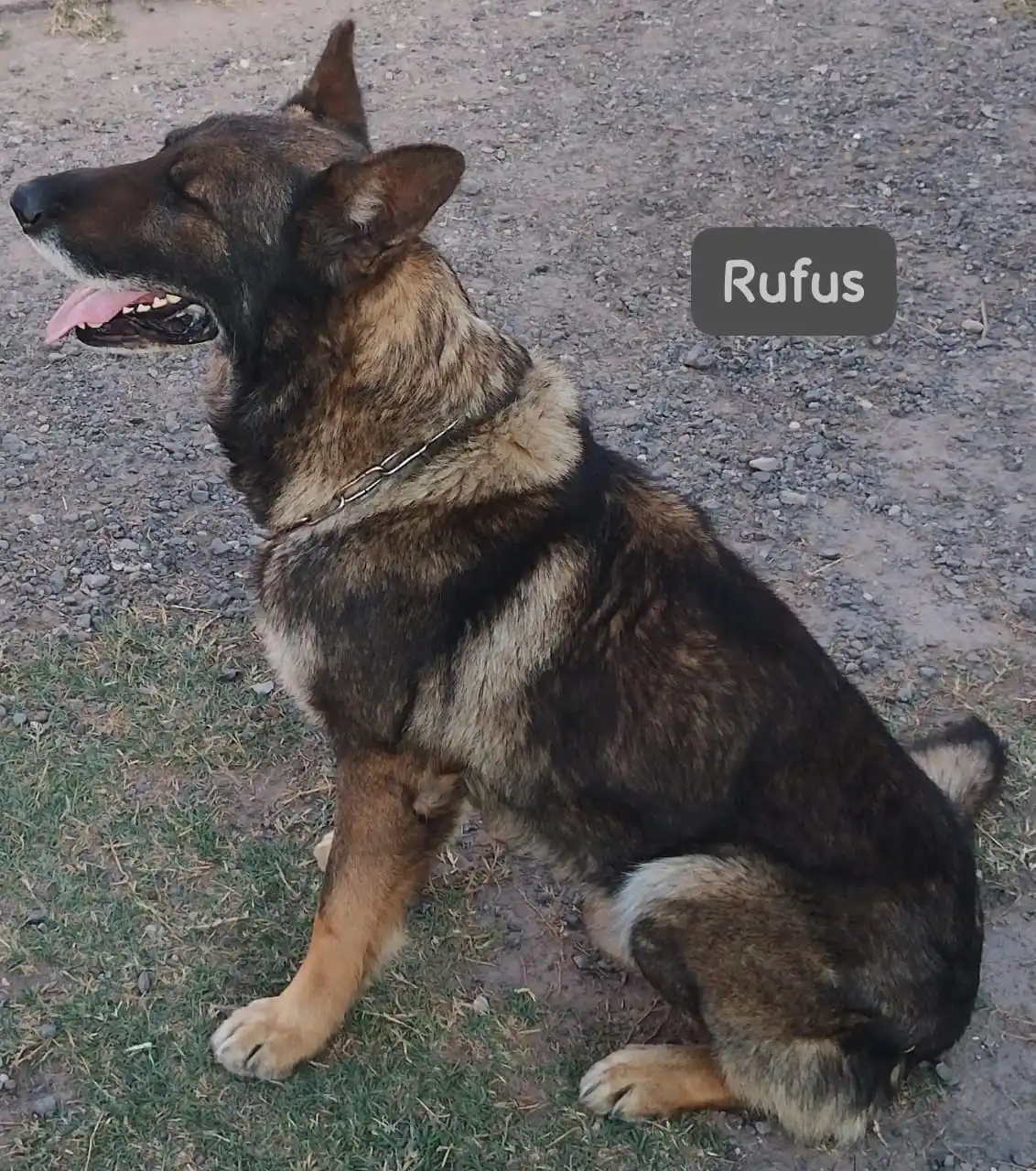 Rufus