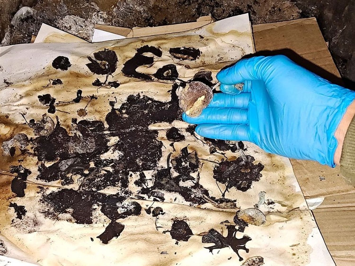 Murió un joven tras consumir hongos alucinógenos en Entre Ríos
