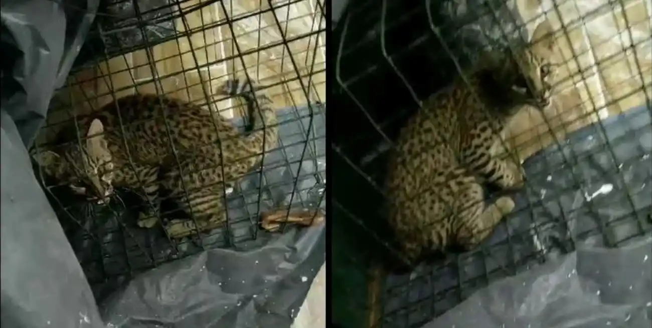 El animal fue divisado en calle Moreno, entre Hipólito Yrigoyen y Fray Luis Beltrán de ese distrito.