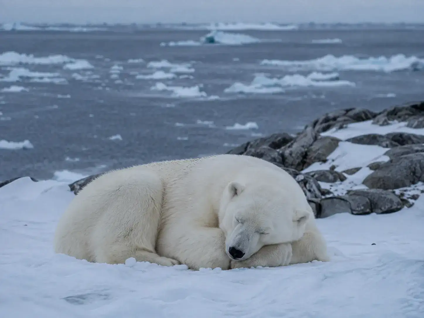 Svalbard mantiene normas estrictas para proteger a los osos polares.