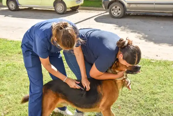 Este martes la vacunación antirrábica gratuita se realizará en el barrio San Luis