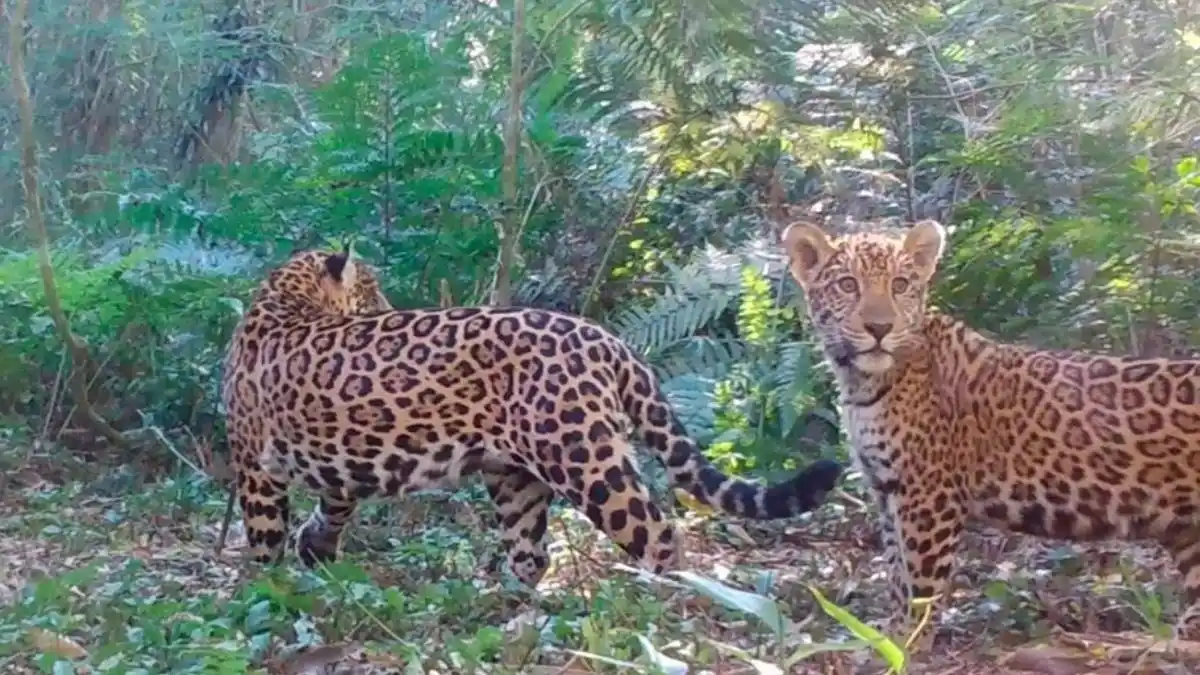 Luto por tres días en Foz de Iguazú: dos yaguaretés mataron a 172 flamencos