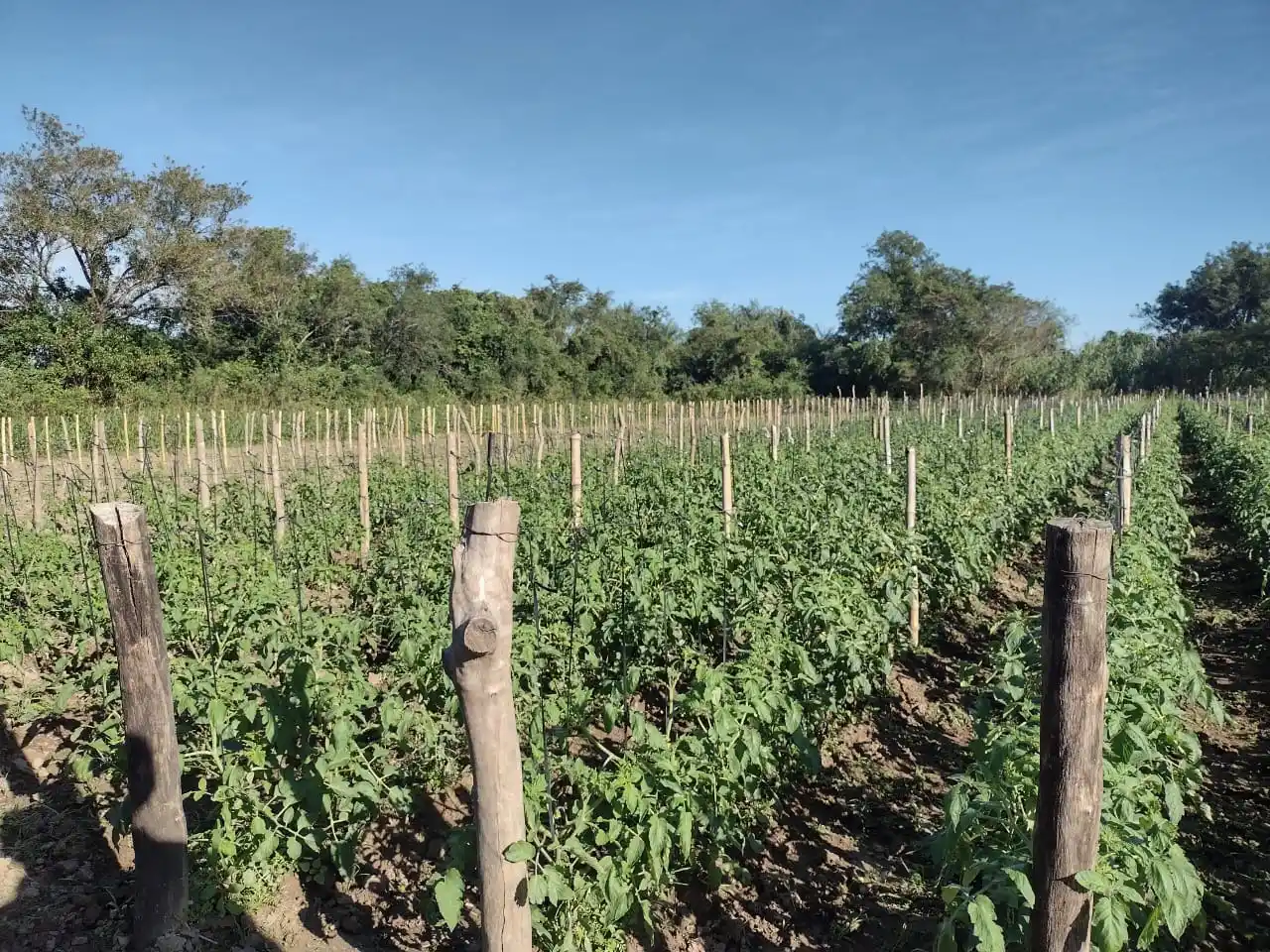 Productores tomateros darán inicio a la campaña de cultivo de tomate 2025