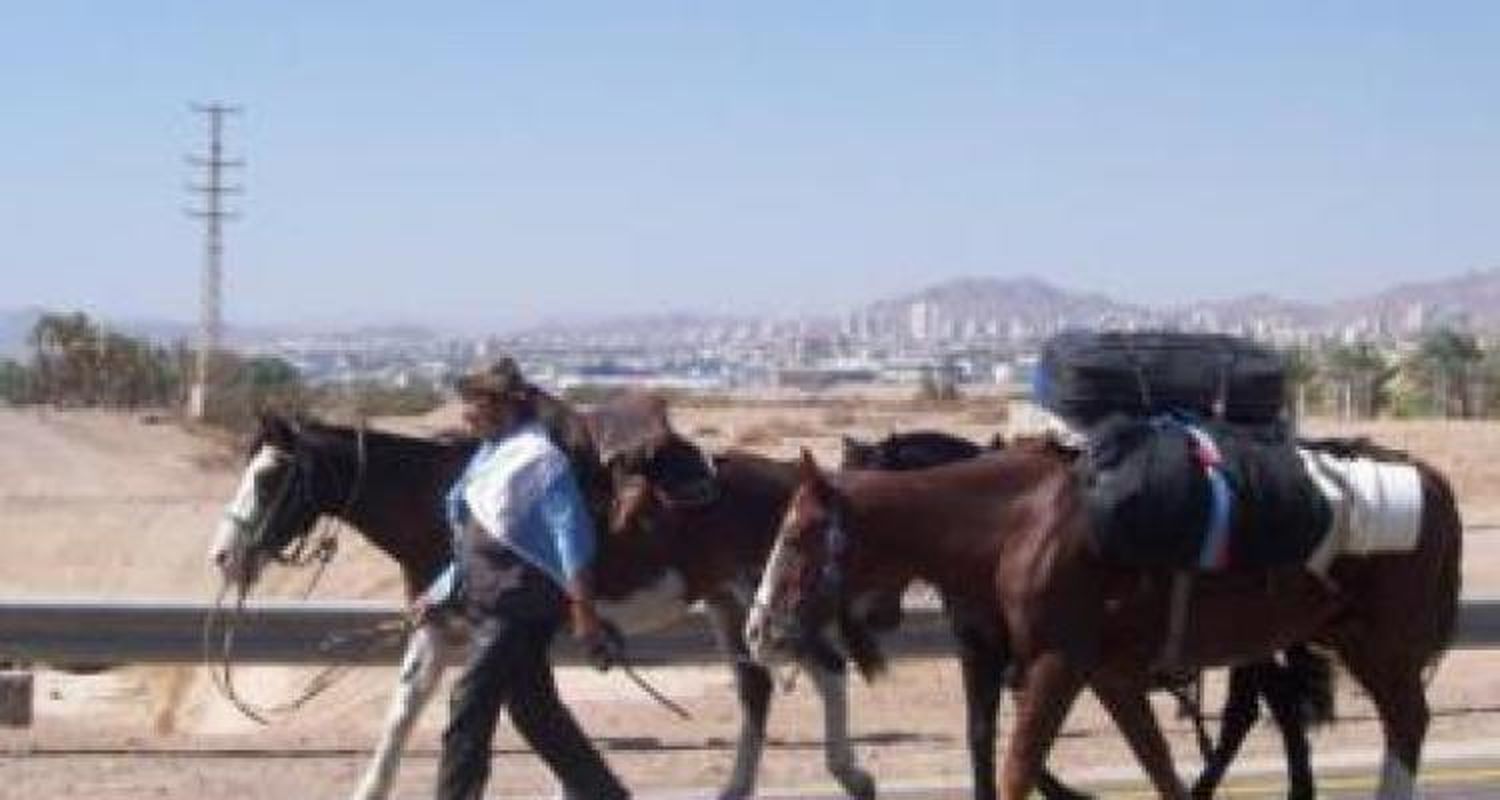 Díscoli aguarda repatriar sus caballos