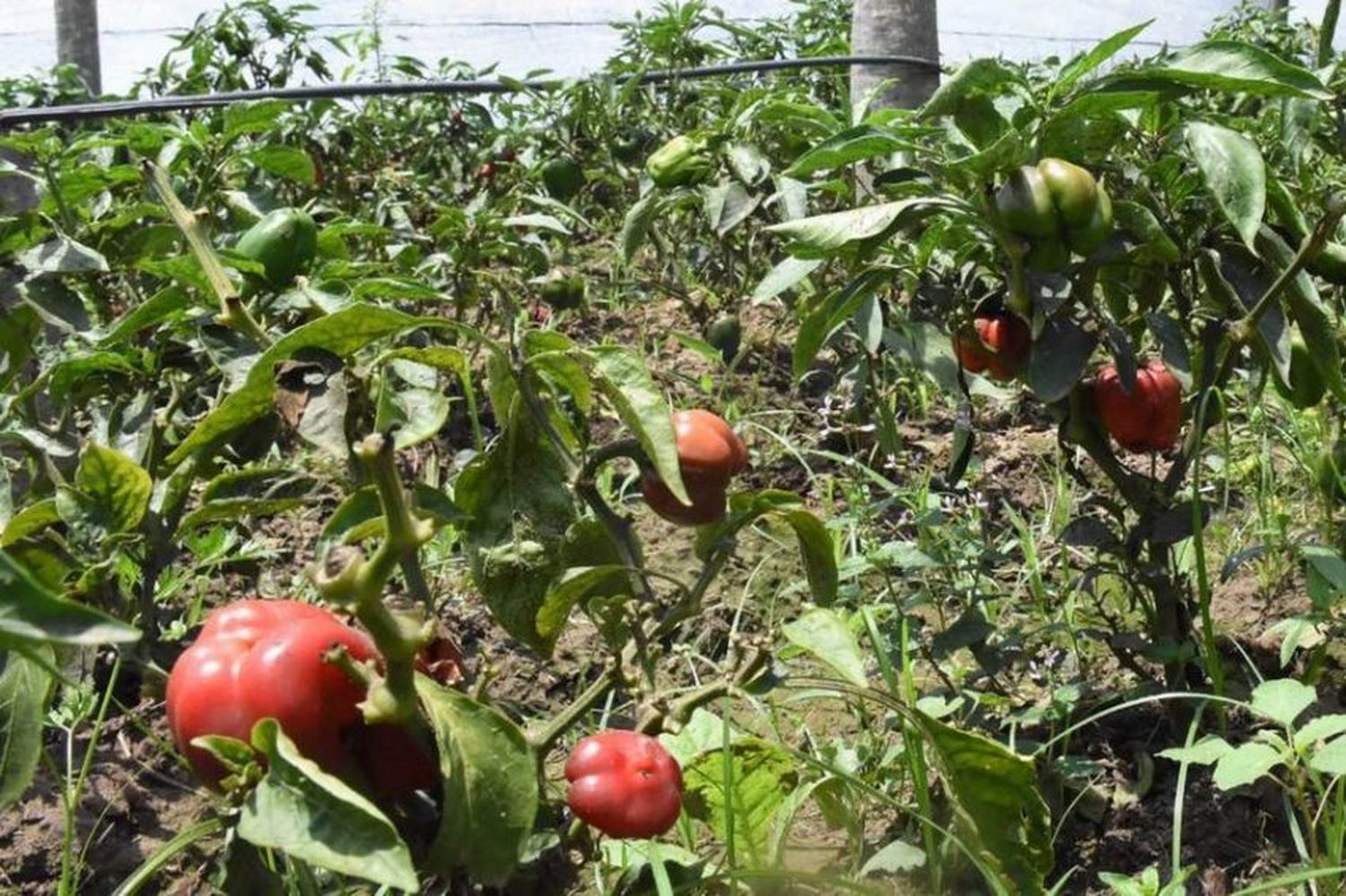 Las recientes lluvias beneficiaron al sector productivo de la provincia