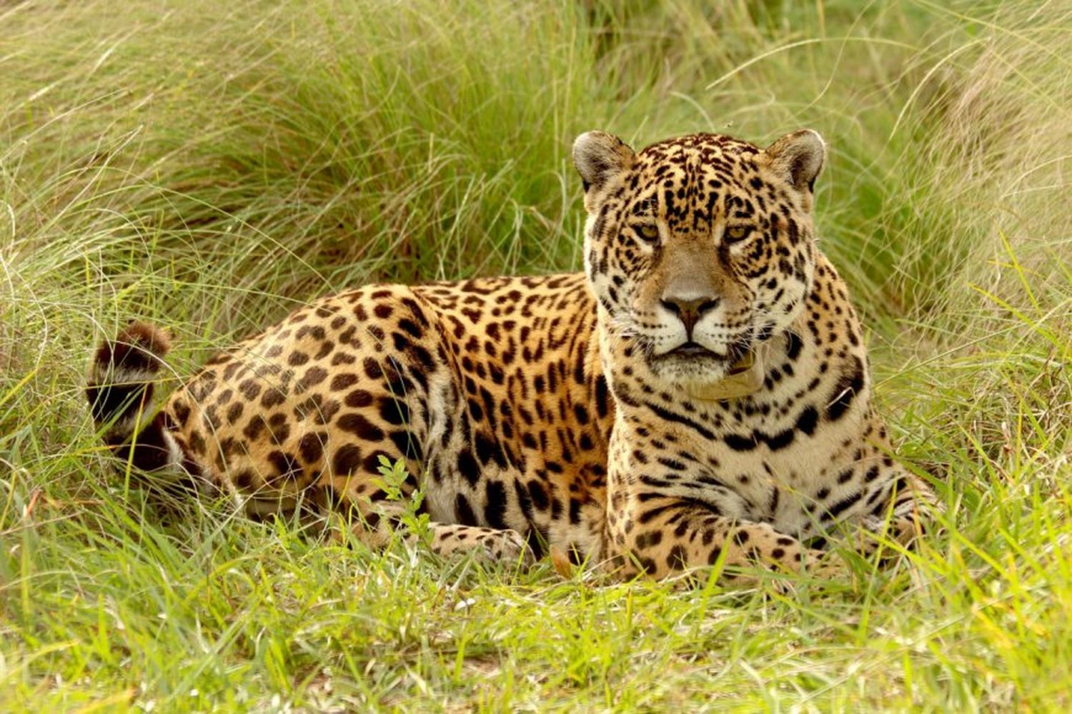 imagen Tres entrerrianos hallaron huellas de yaguareté en un lugar donde el animal había estado extinto