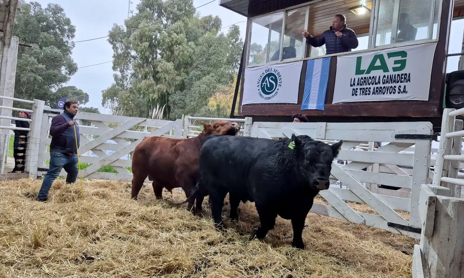 Angus del Sudeste, haciendo camino al vender