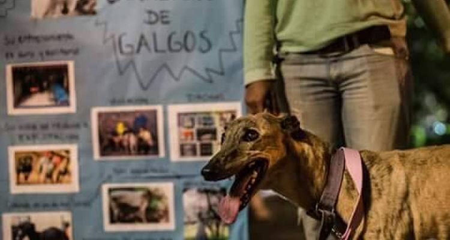 Proteccionistas ante la manifestación de galgueros: “Van a tener que acatar la ley”