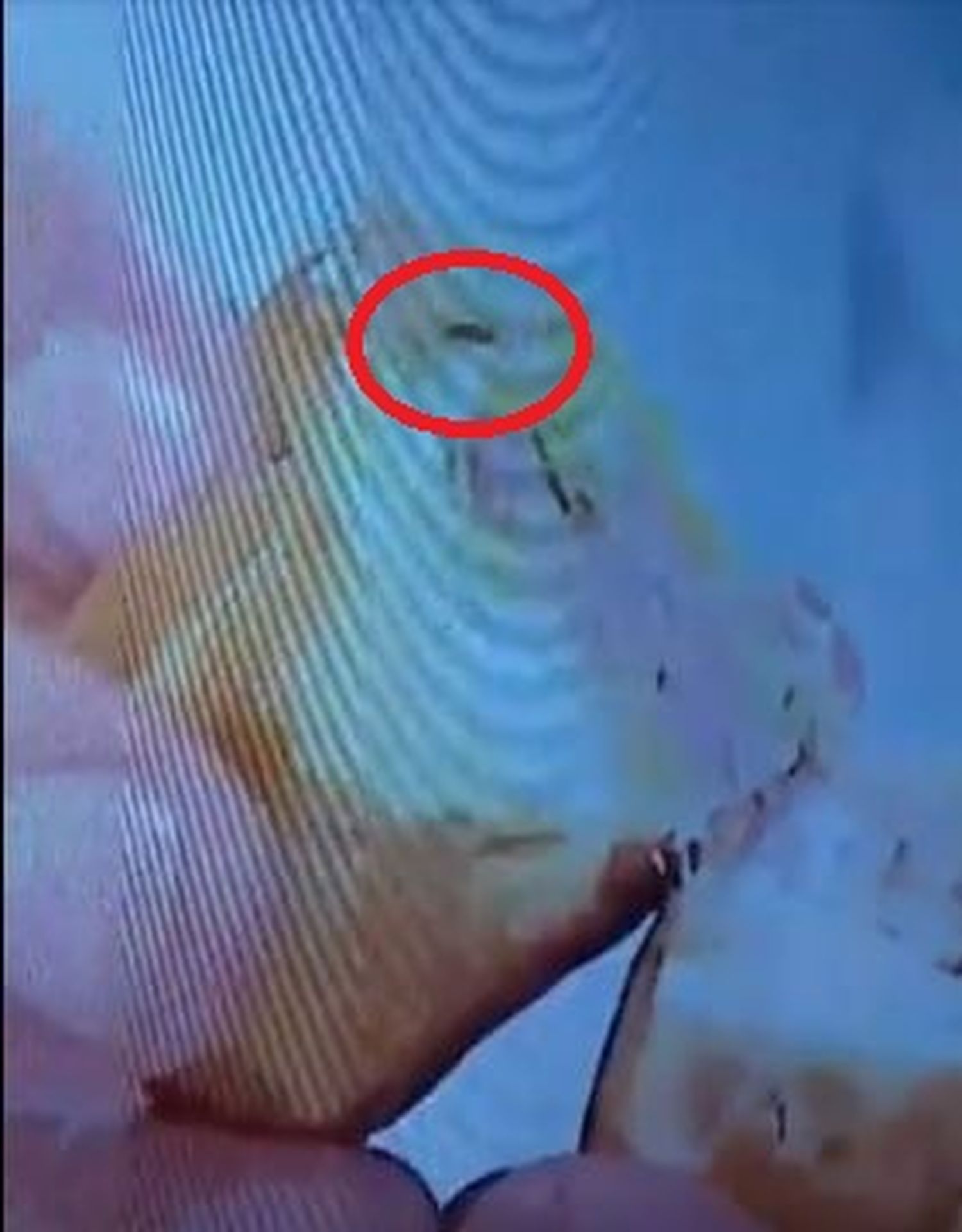 La peor pesadilla de Morfi: salió un bicho de adentro de una empanada