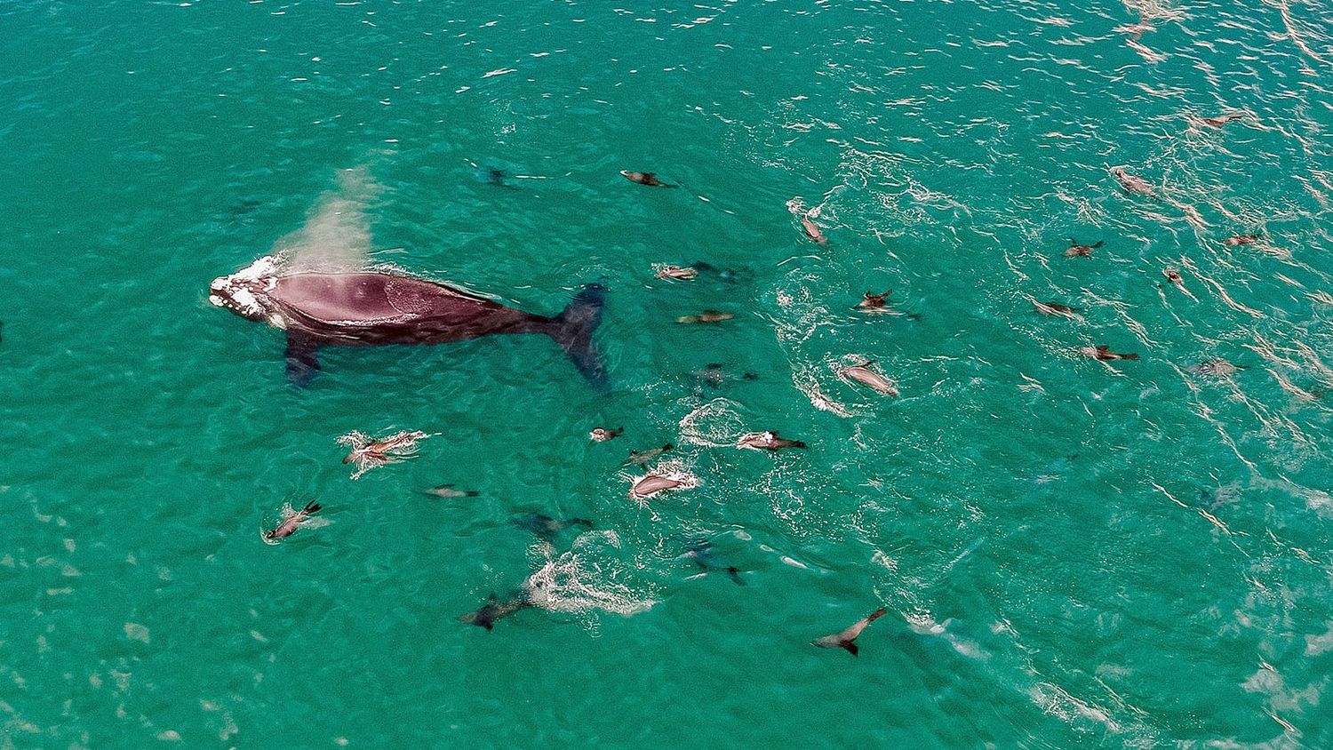Guía de mamíferos marinos y corredor de la Ballena Franca