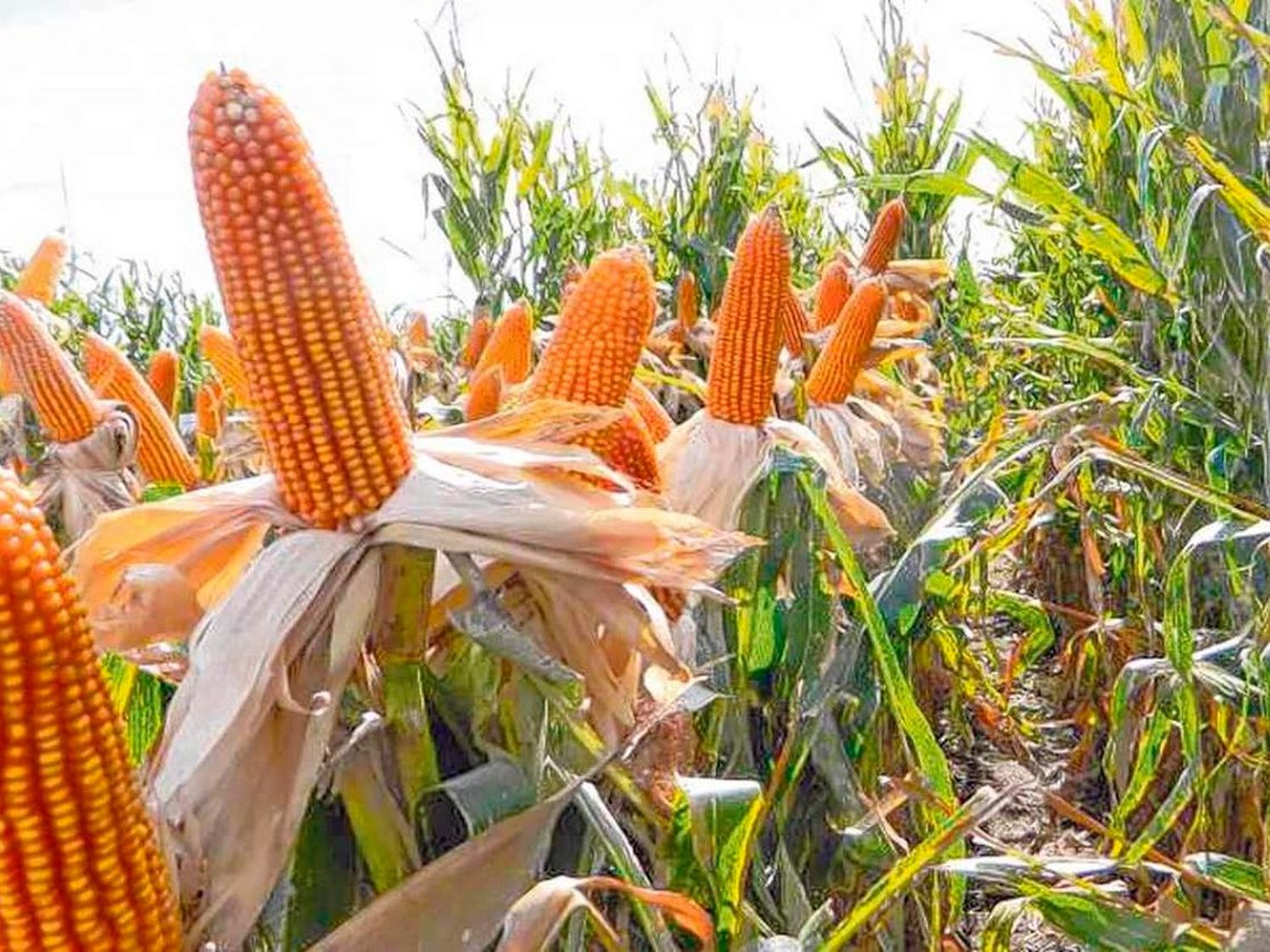 El campo criticó la suba de las retenciones a la soja y el maíz: "No es la solución"