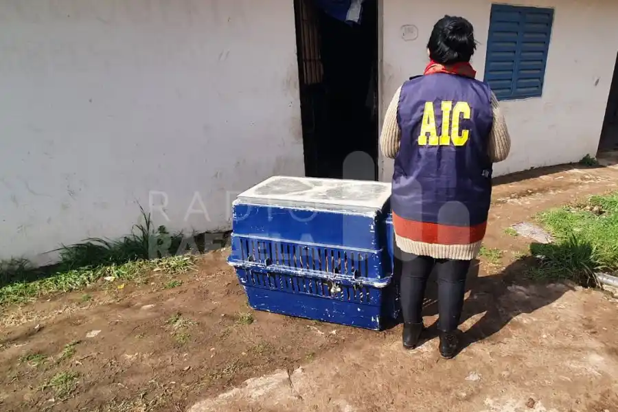 Maltrato animal: rescataron a un cachorro de raza Shar pei que estaba en muy mal estado