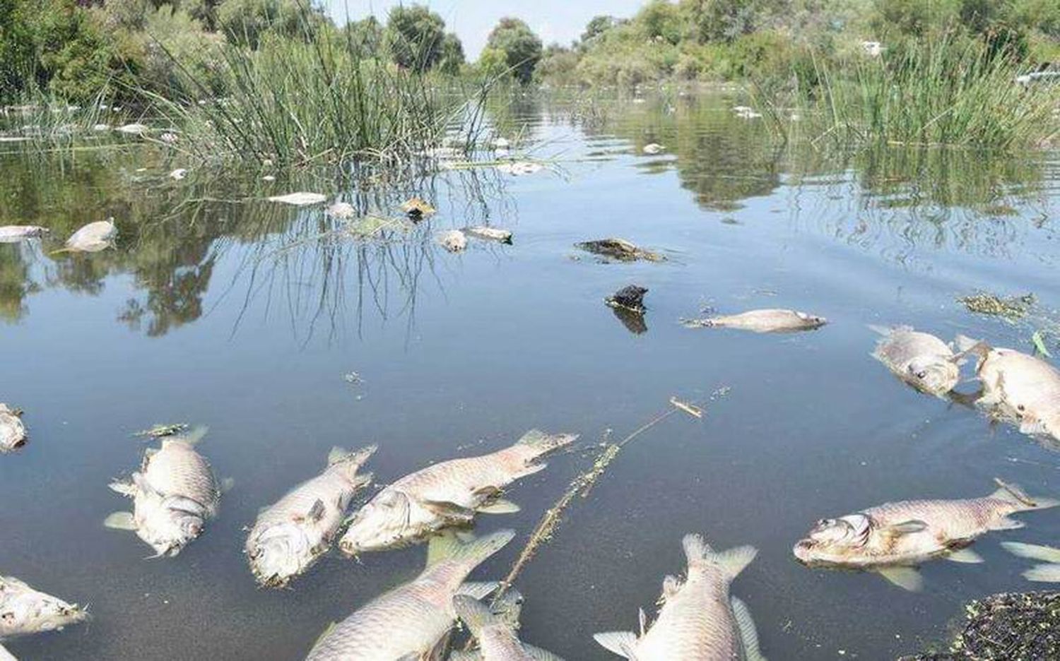 “No existe contaminación en el río Paraguay”