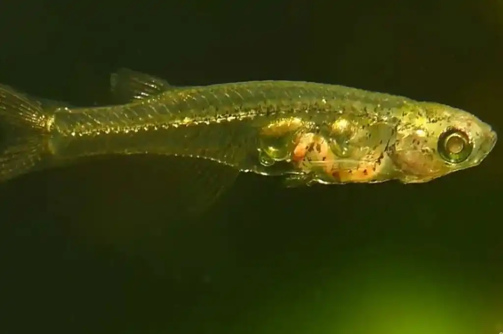 Se trata del pequeño Danionella cerebrum, que mide poco más de un centímetro.