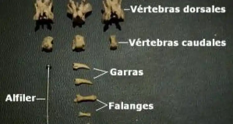 Nuevo descubrimiento del Museo Paleontológico
