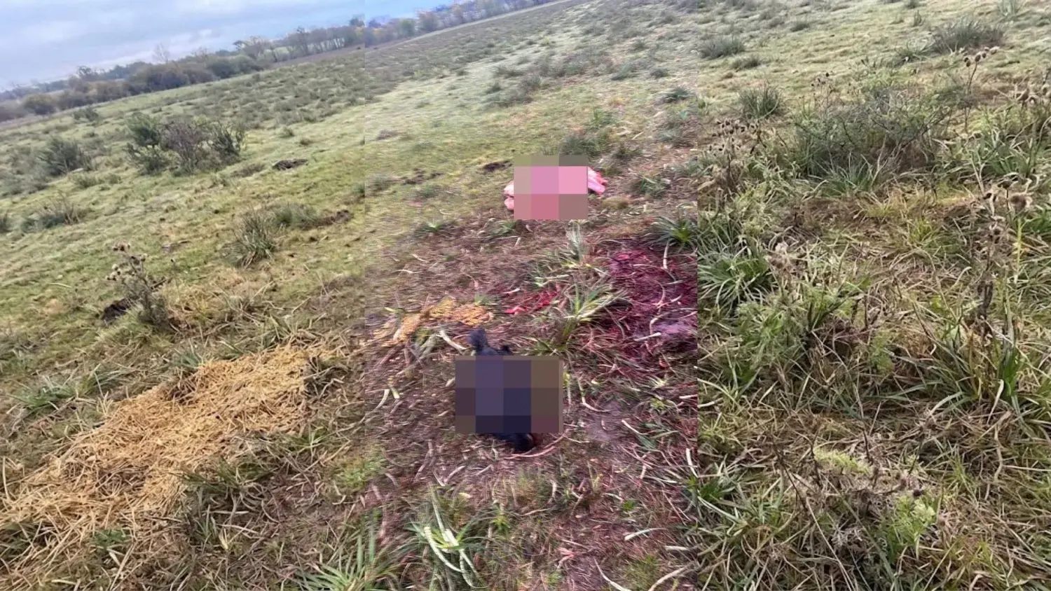 Los restos de los animales faenados en un campo de Villa Sarita, sobre la Ruta 191. El grave episodio afectó a un productor local que perdió siete vacunos.