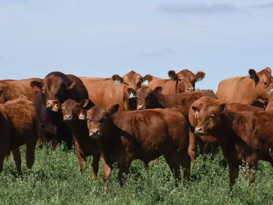 Invernada: los costos subieron, mientras la oferta de pasto abre una oportunidad