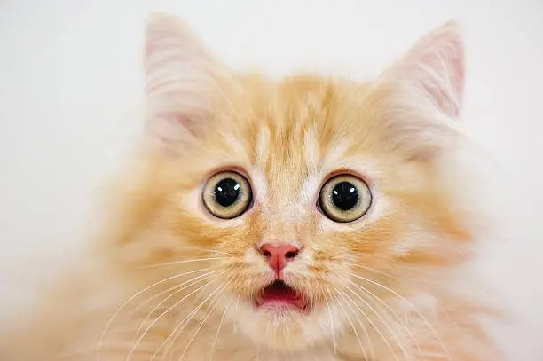 ¡EY! tu gato te habla, crean APP para que entiendas su maullido