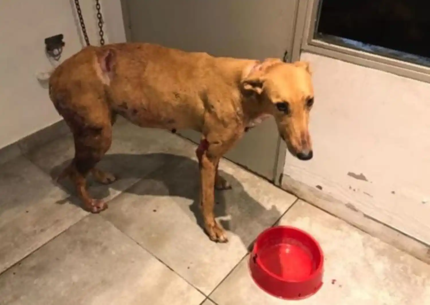 La perrita galga que fue atacada y logró sobrevivir.