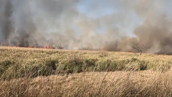 Incendios forestales en el delta de San Fernando: Trabajan en la contención de focos en la zona de islas