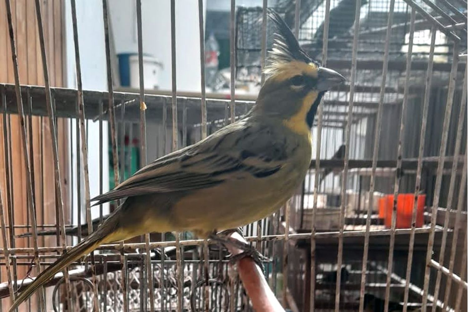 cardenal amarillo villa maria