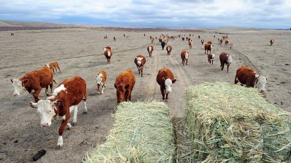 Crisis ganadera: Carbap pide que se libere la exportación