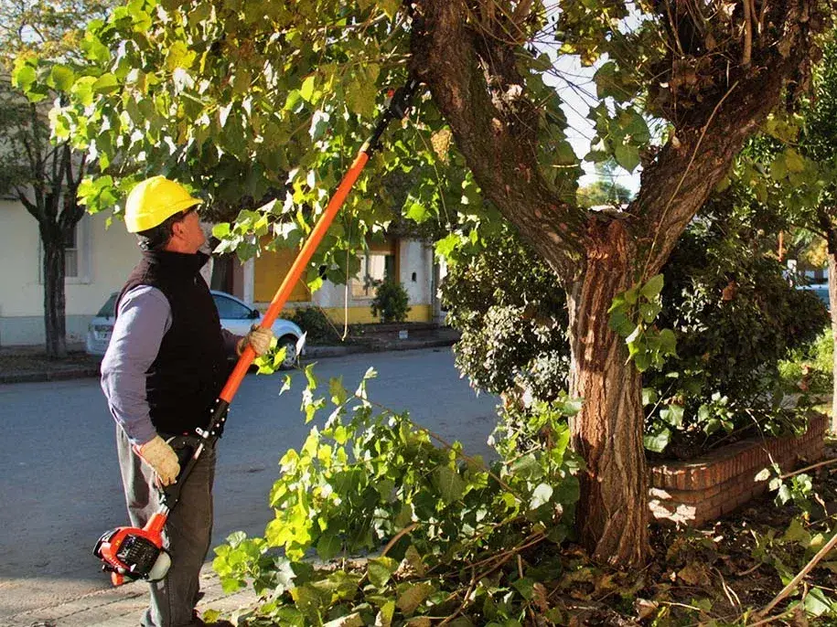 El Rincón del Jardinero: Poda consciente, árboles saludables