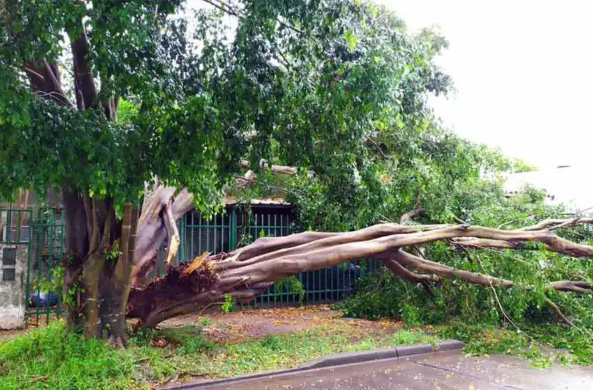 Temporal en Rosario: fuertes ráfagas, caída de árboles y 30 milímetros de lluvia en pocas horas