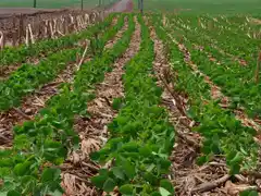 La cadena de la soja pretende ir hacia una agricultura ofensiva
