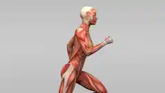 El músculo, tu farmacia interna: cómo el movimiento activa compuestos que curan