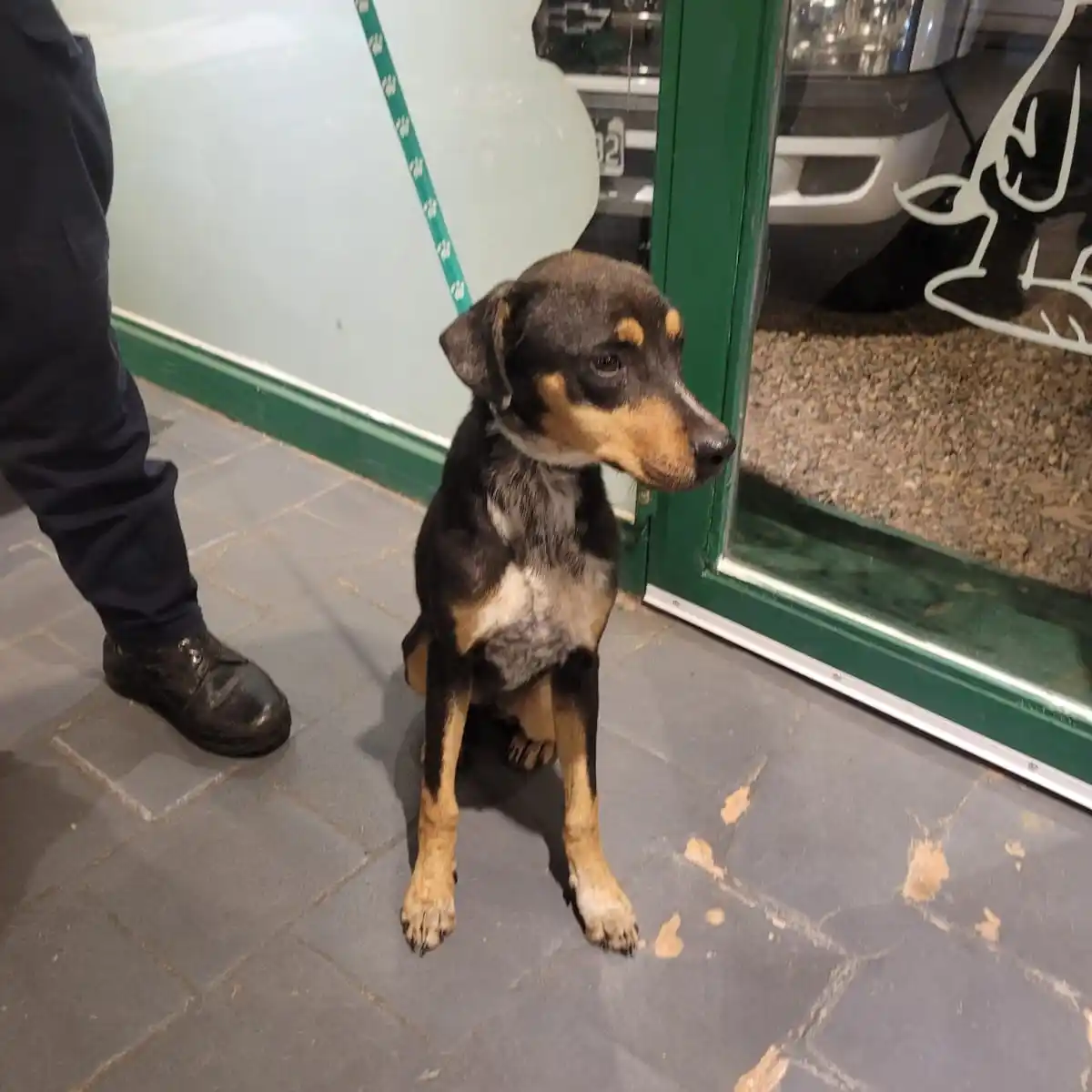 Rescataron a una perra desnutrida tras una denuncia por maltrato animal