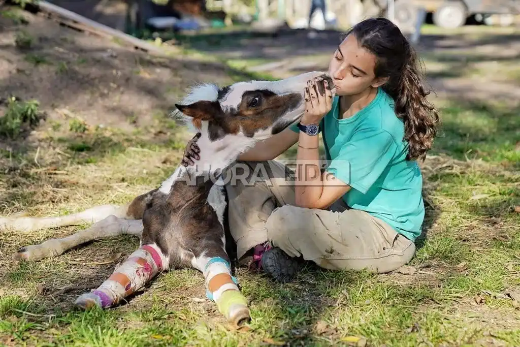 “Los caballos con prótesis demuestran que es posible una segunda oportunidad”
