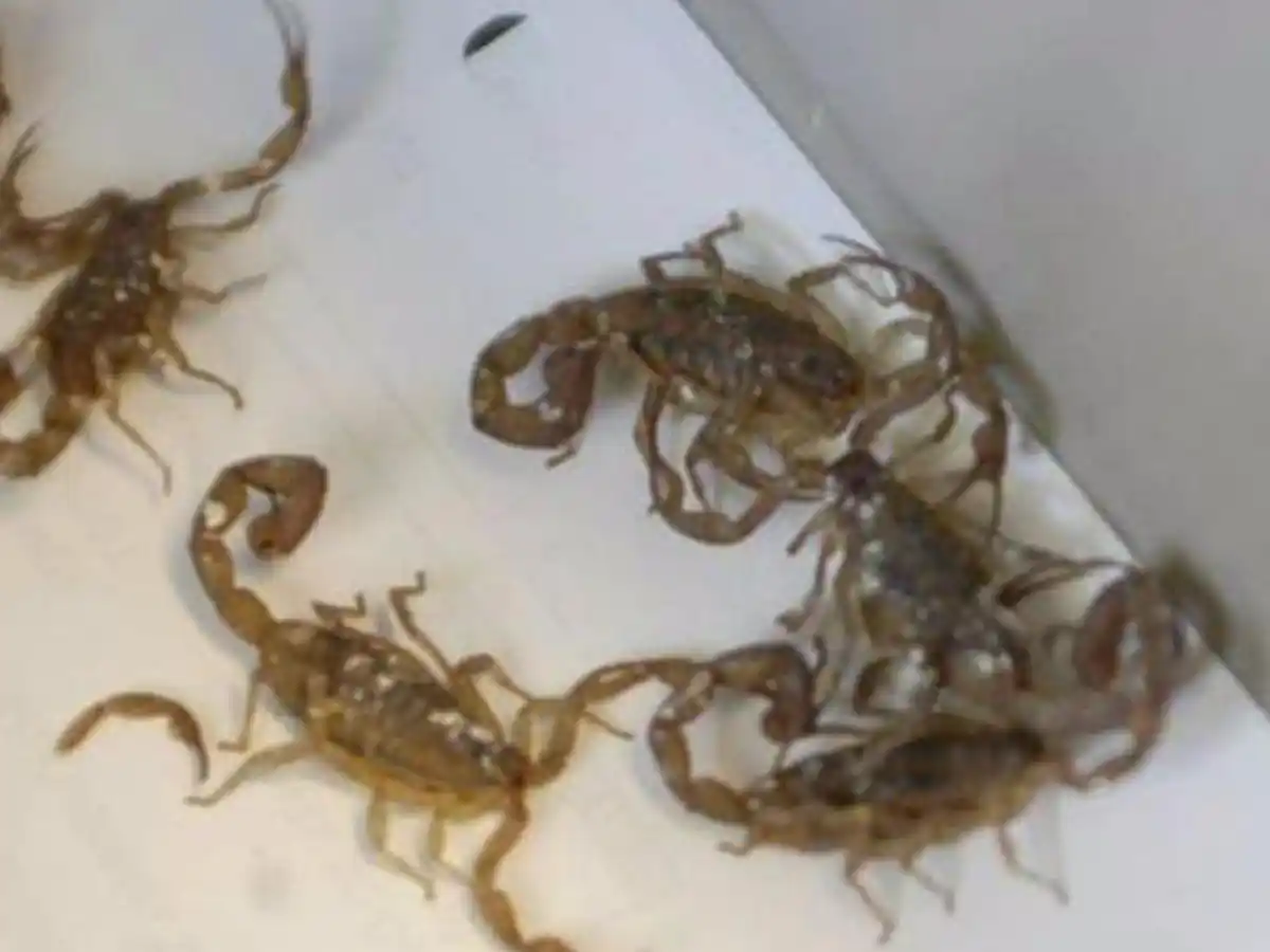 En tres meses, una familia encontró más de 50 alacranes en su vivienda de Villa María