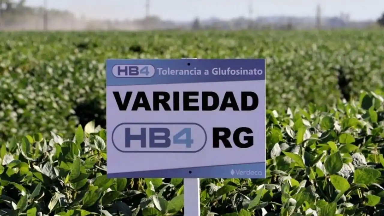 China aprobó la soja HB4 tolerante a la sequía