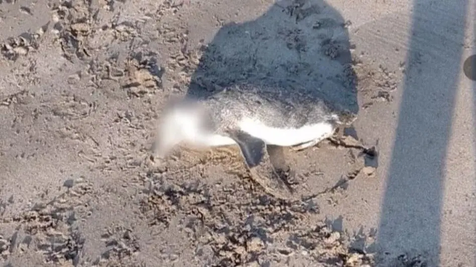 "La aparición de un pingüino muerto no es un hecho aislado."
