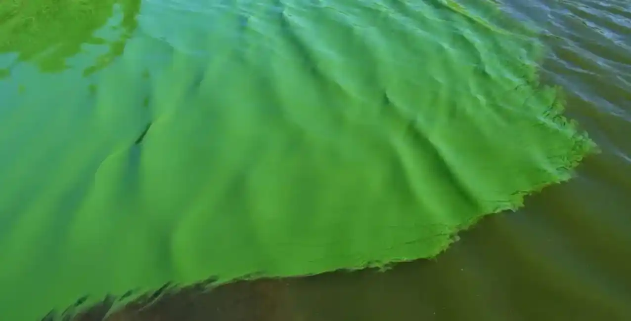 Río de la Plata: rige la alerta por la presencia de cianobacterias
