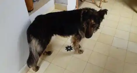 Busca familia