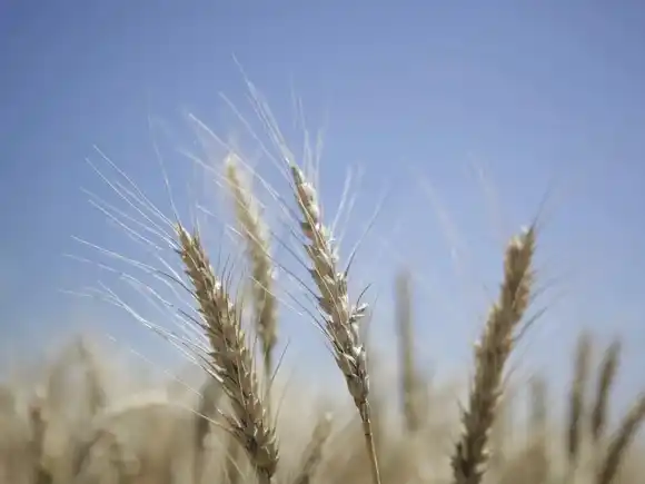 La molienda de trigo subió 8% en el primer bimestre