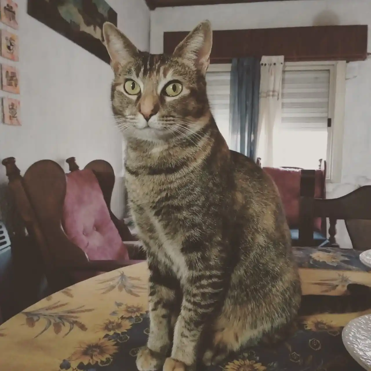 Corita, de Claudio Coronel-