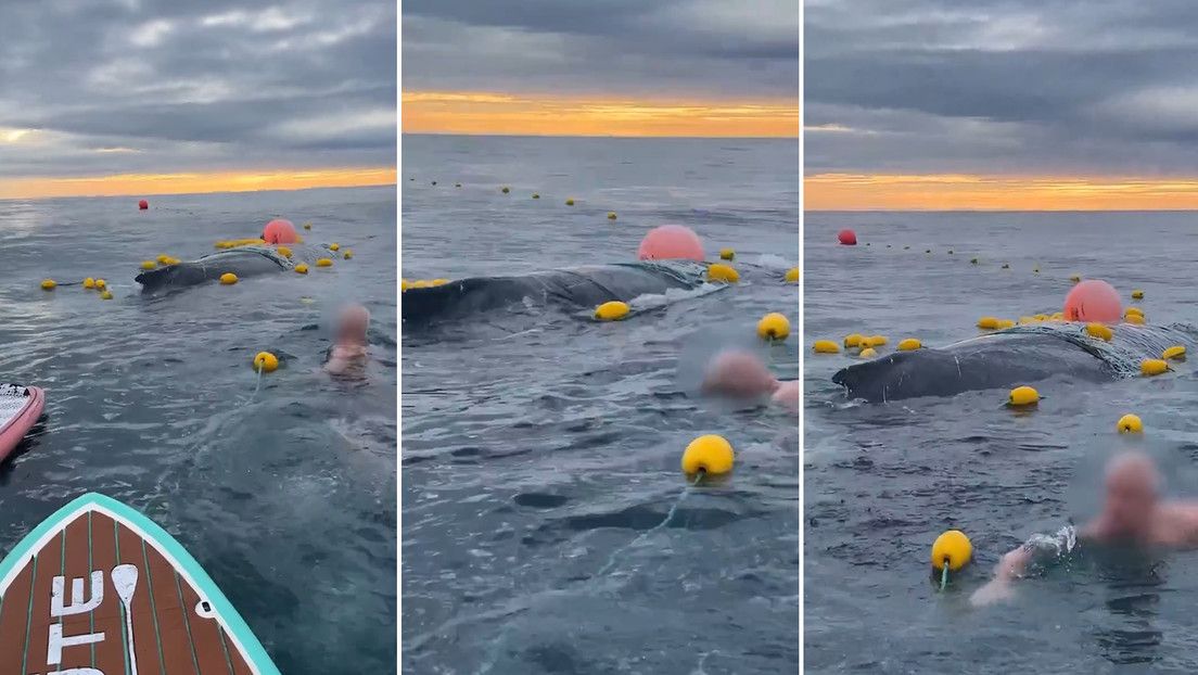 El animal había quedado atrapada en una red protectora contra tiburones