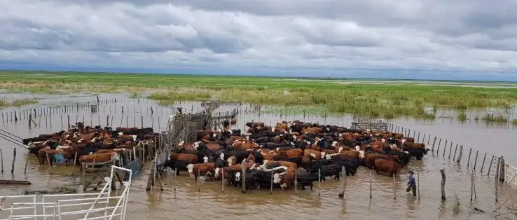 Cómo proteger el bienestar de los animales en zonas afectadas por inundaciones