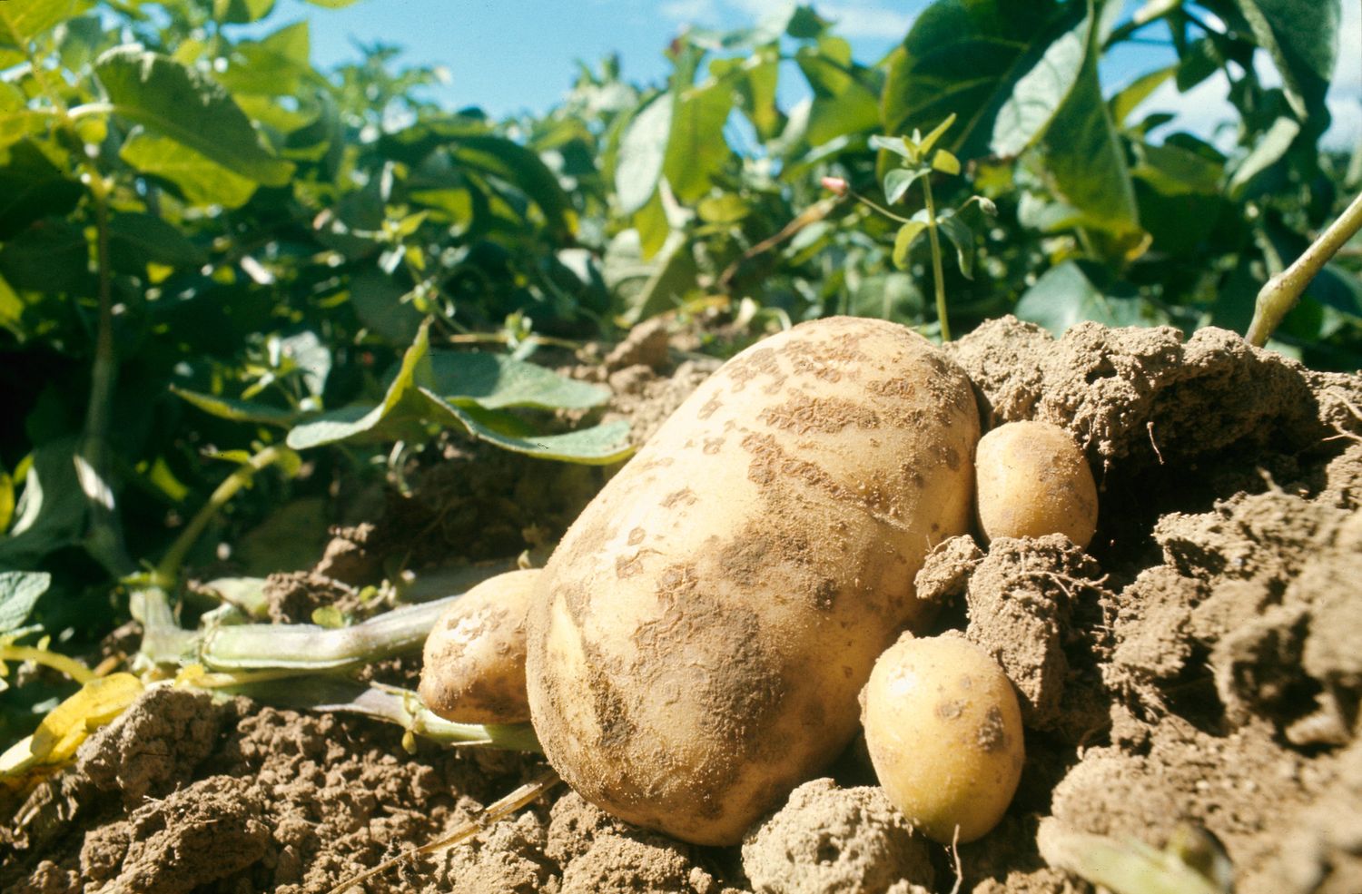El ingreso de papa brasileña causa alarma entre los productores del sudeste