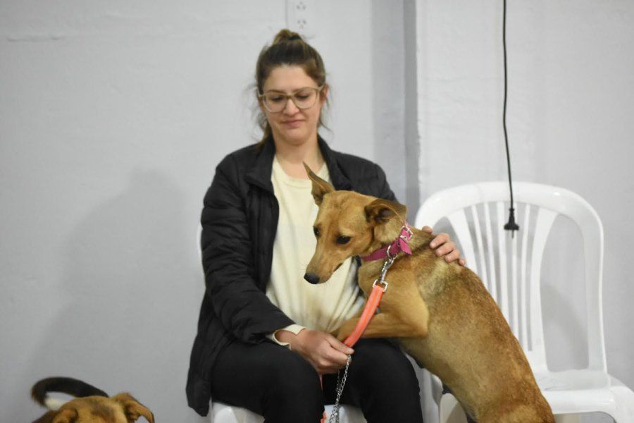 El municipio brinda servicio de atención para animales