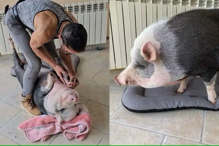 PEDICURA PARA CERDOS, el «exitoso» emprendimiento de una mujer Francia