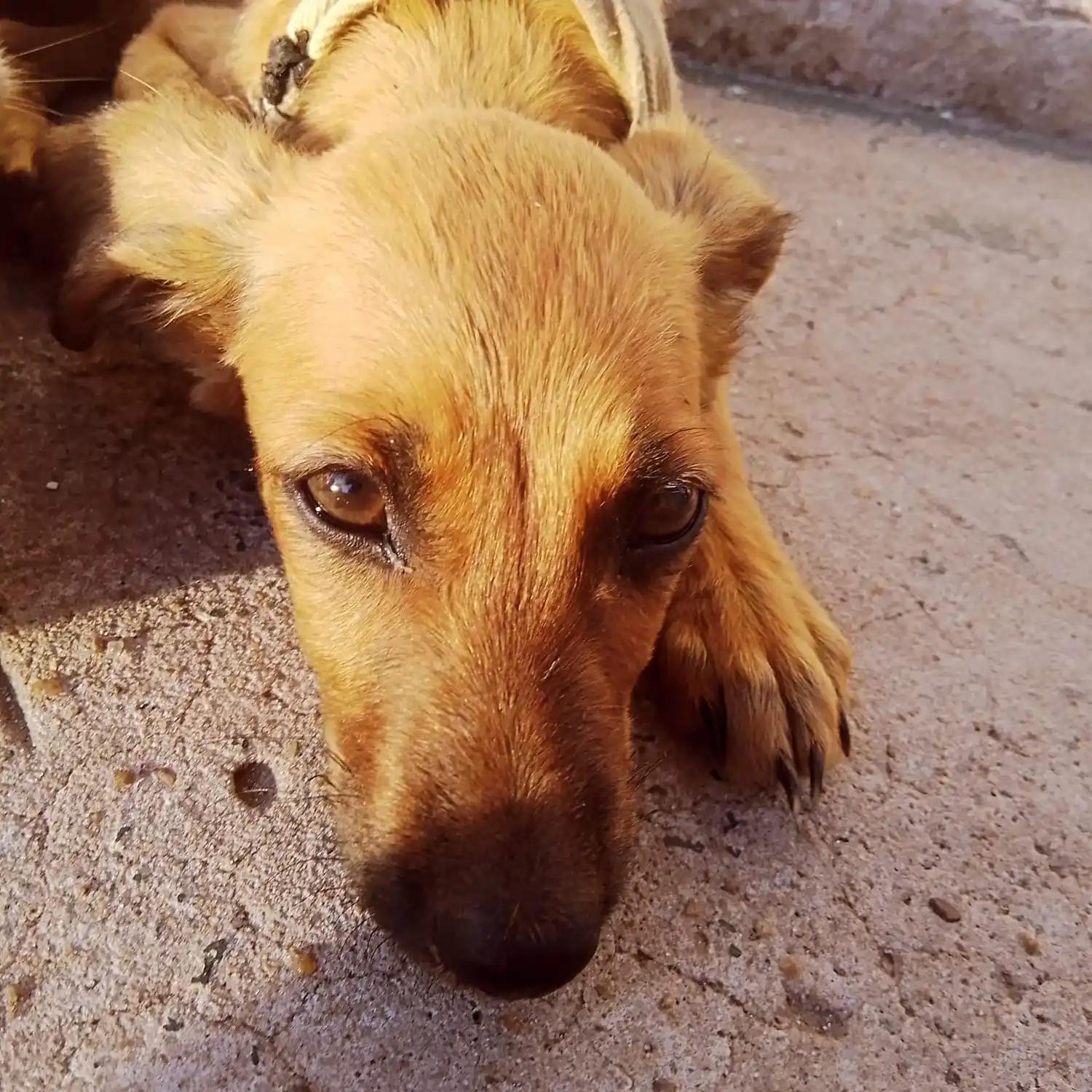 La perra de Valentín está perdida.