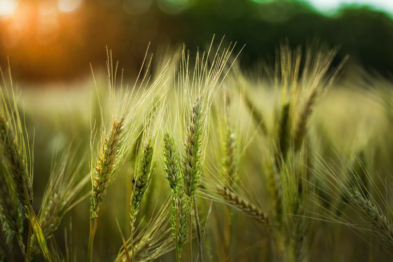 Trigo y zinc, una dupla que promete