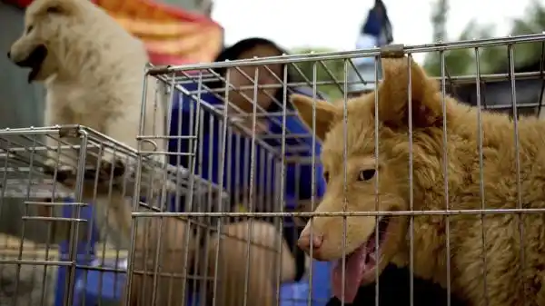 Ciudad china inicia su polémica carnicería de perros