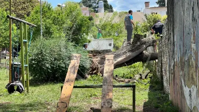 Un árbol de una plaza cayó sobre una casa y destruyó un tapial