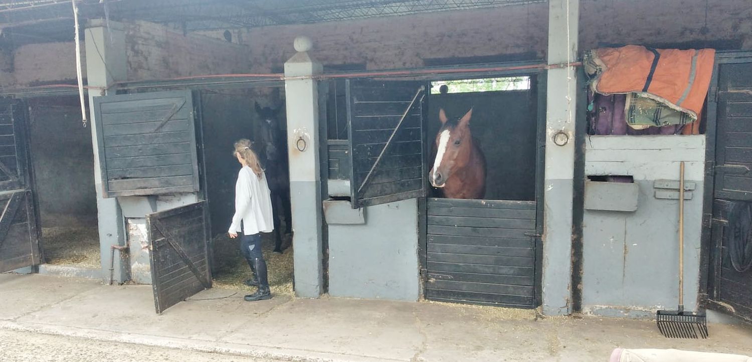 Se confirmaron cuadros de encefalomielitis equina en la zona centro del país